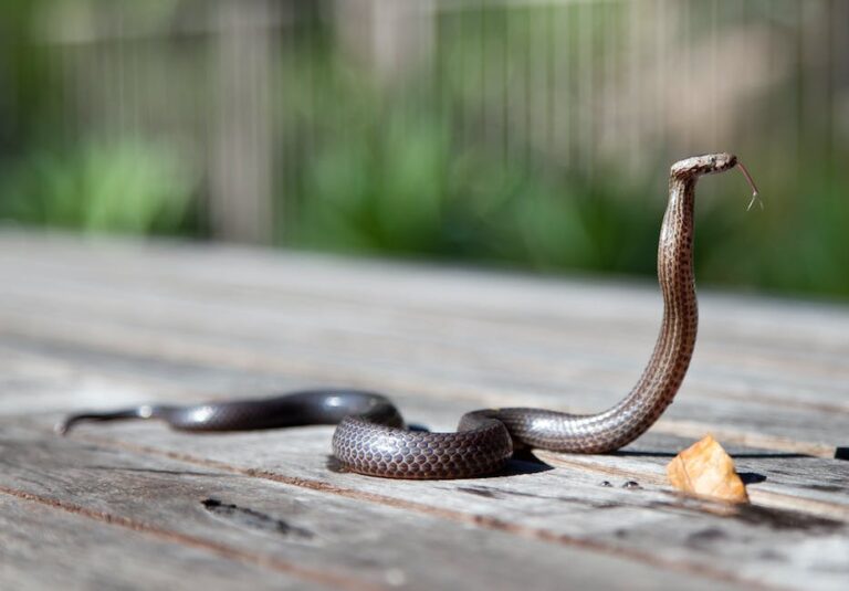 O que significa sonhar com cobras azul?
