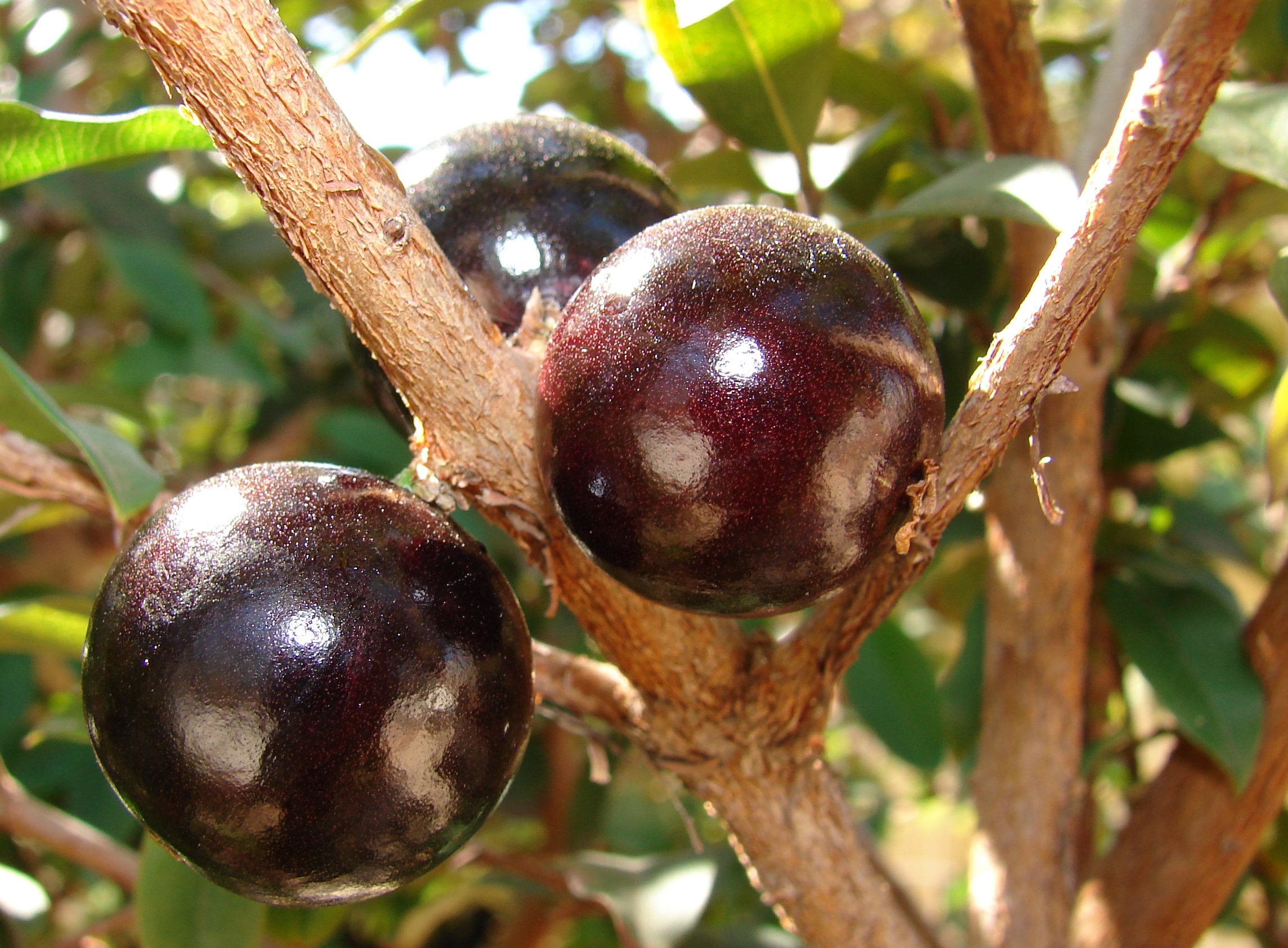 Conectando o mundo dos sonhos com a realidade: práticas para incorporar a jabuticaba em sua vida diária