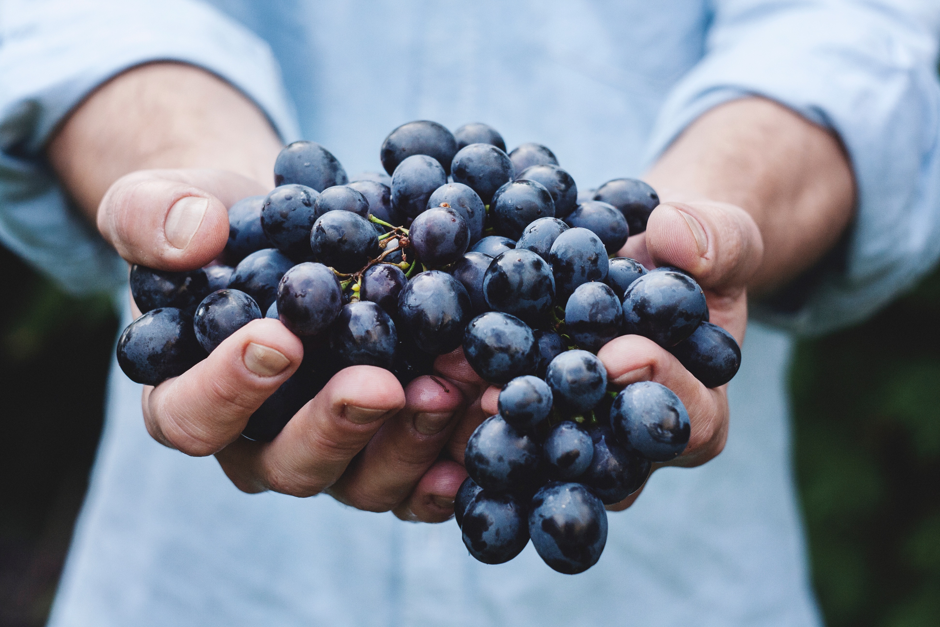 Colhendo uva: aproveite as oportunidades e aja com confiança